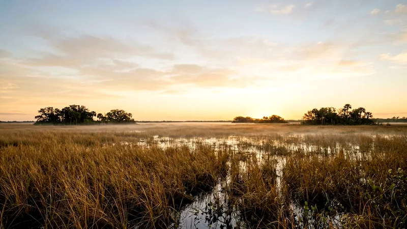 Everglades sawgrass prairie at sunrise with mist and distant tree islands